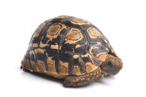 Stigmochelys (Geochelone) pardalis babcocki, 8-10 cm